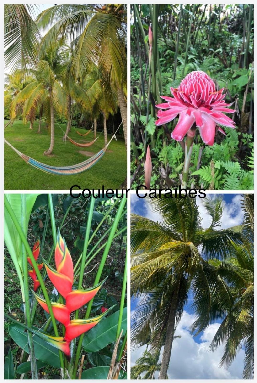 Couleur Caraibes-Cocobeach Martinique Pierre Et Vacances Sainte-Luce Εξωτερικό φωτογραφία