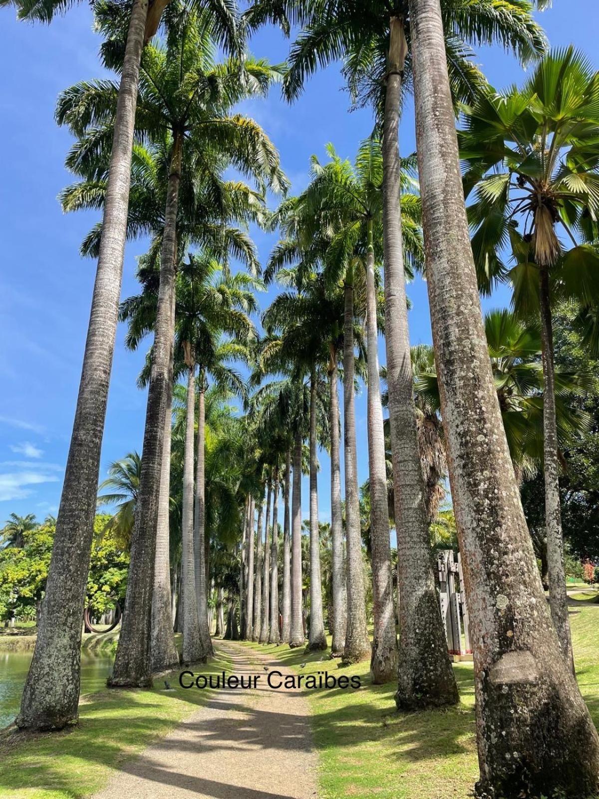 Couleur Caraibes-Cocobeach Martinique Pierre Et Vacances Sainte-Luce Εξωτερικό φωτογραφία