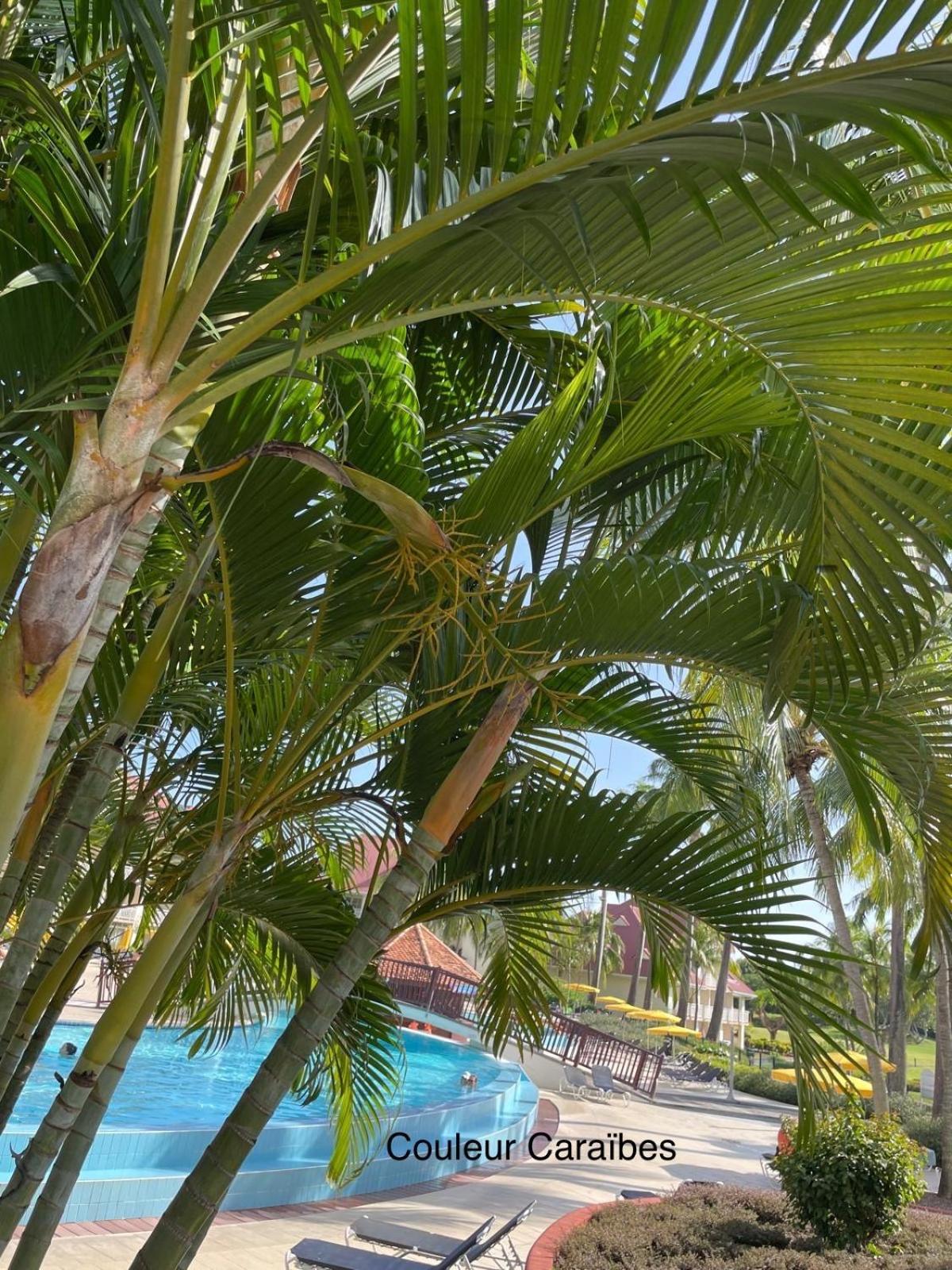Couleur Caraibes-Cocobeach Martinique Pierre Et Vacances Sainte-Luce Εξωτερικό φωτογραφία